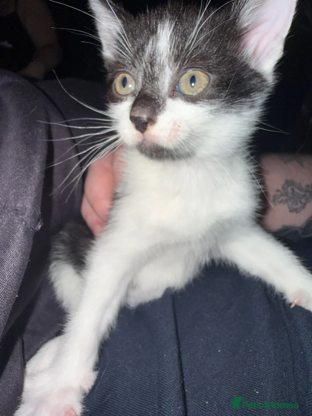 Mixed Breed cats for sale: 5 babys available  - Advert 2