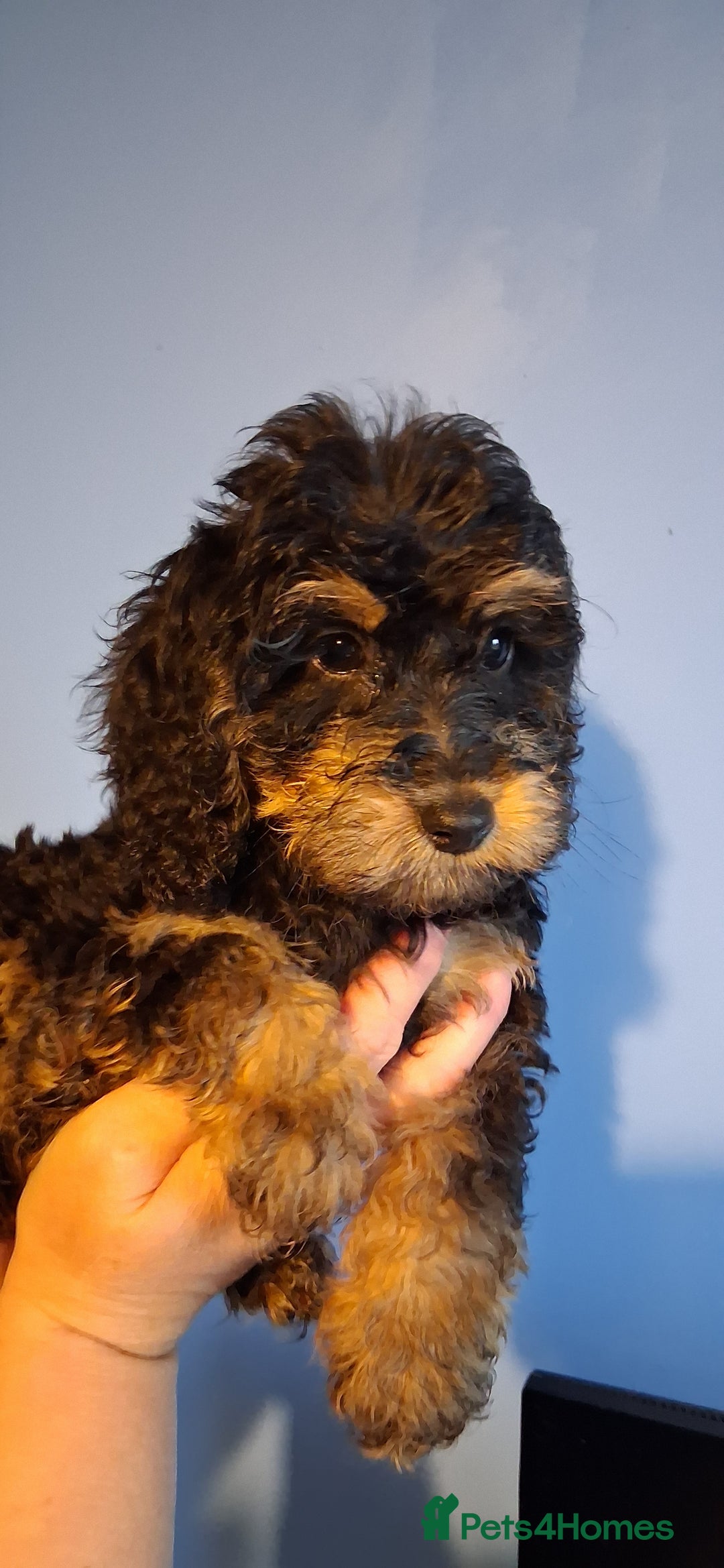 Cockapoo dogs for sale: Miniature heath tested cockapoos - Image 13