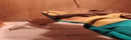 Monitor reptiles for sale: Baby bosc monitor  - Advert 3