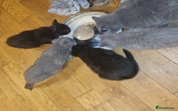 Scottish Fold cats for sale: Scottish Folds  4 Male 1 Female - Image 1