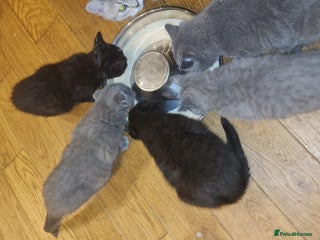 Scottish Fold cats - Advert 1