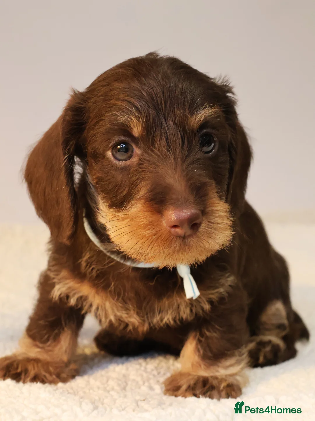 Miniature Dachshund dogs for sale: Choco+Wirehaired+5*Licensed+Kc+Praclear+Vetchecked - Advert 32