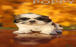 Shih Tzu dogs for sale: 💕🐶💕 STUNNING SHIH TZU 💕🐶💕 - Image 19