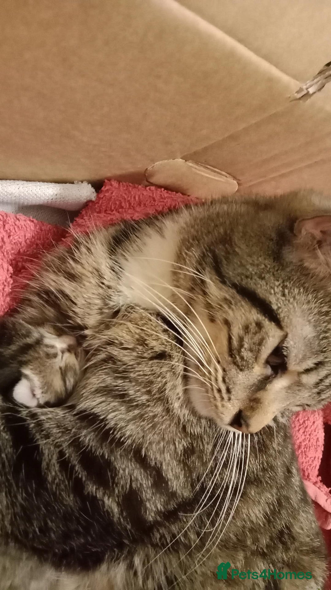 Mixed Breed cats for sale: 2 little boy kittens along with its Mom - Advert 3