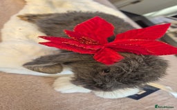 French Lop rabbits for sale: Long-Haired Pedigree French Lop GIANTS Elite Giant - Advert 13