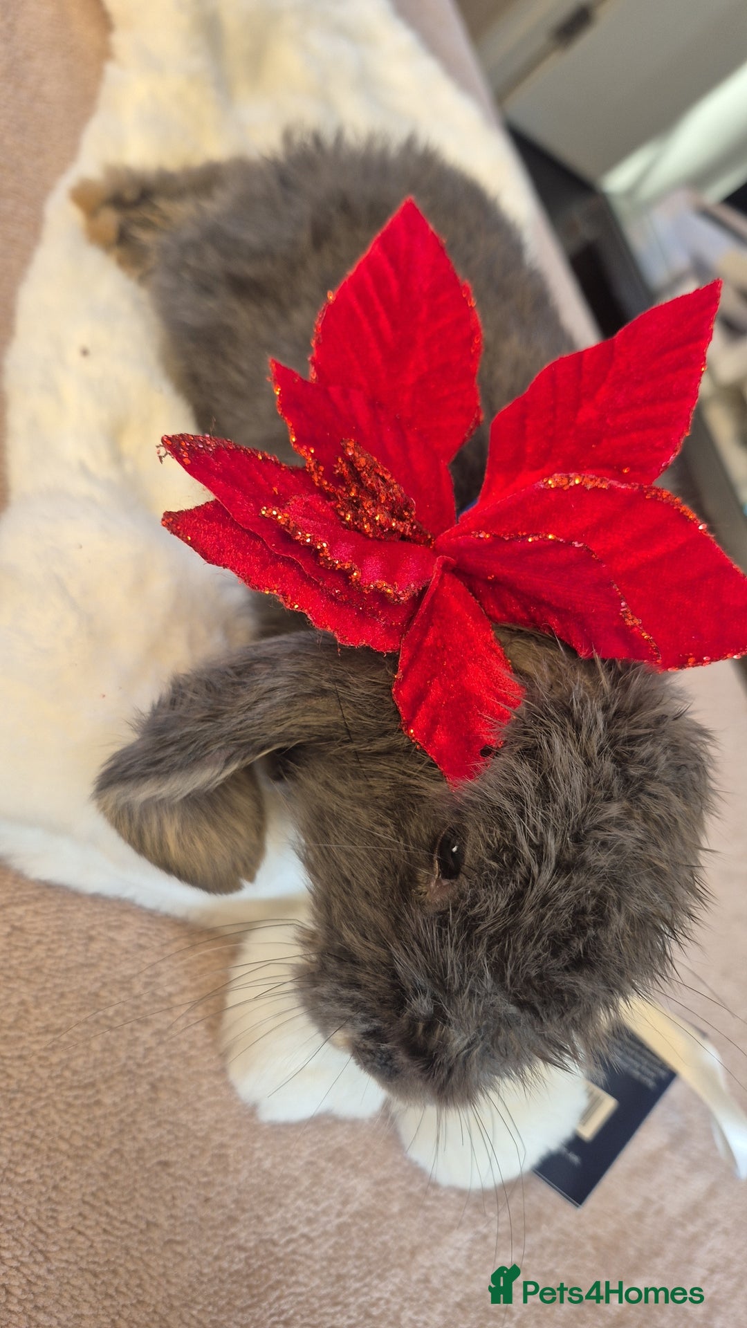 French Lop rabbits for sale: Long-Haired Pedigree French Lop GIANTS Elite Giant - Advert 13