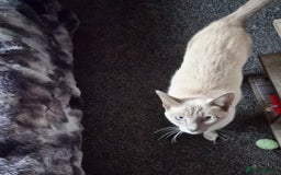 Siamese cats for sale: Lilac point male Siamese for sale £350 no offers - Advert 2