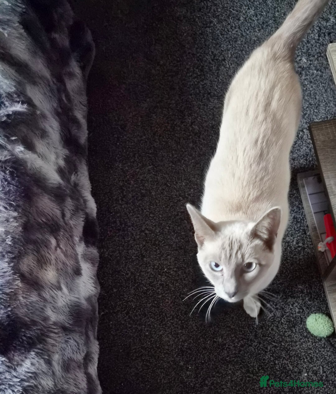 Siamese cats for sale: Lilac point male Siamese for sale £350 no offers - Advert 2