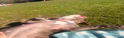 American Bully dogs for sale: Lila lu in Oldham - Advert 6