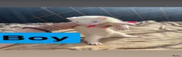 Ferret rodents for sale: part angora ferret  kits  - Advert 7