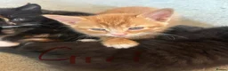 Mixed Breed cats for sale: 9 kittens  - Advert 2