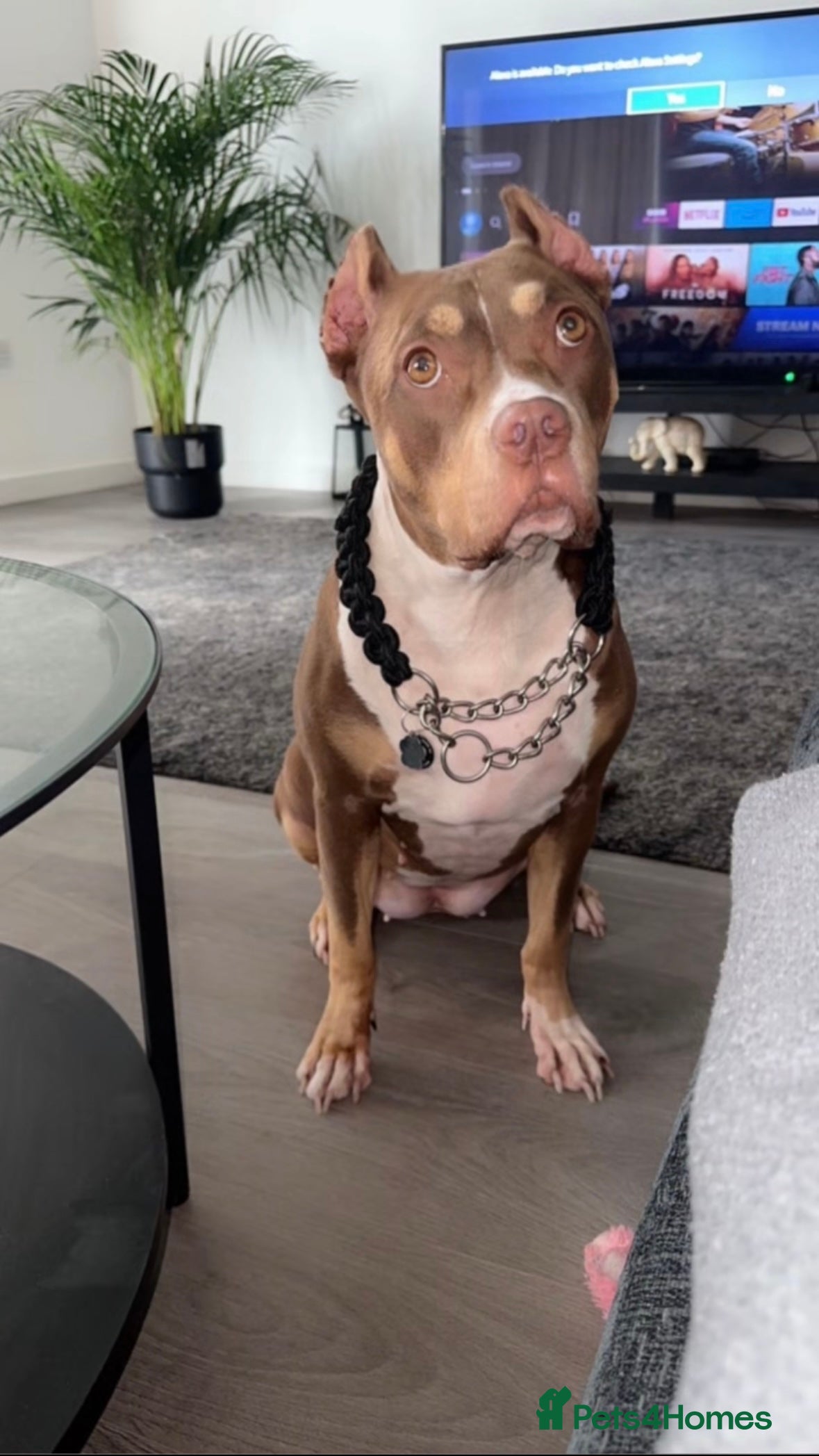 Mixed Breed dogs Roxyy - Advert 2