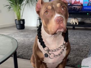 Mixed Breed dogs Roxyy - Advert 5