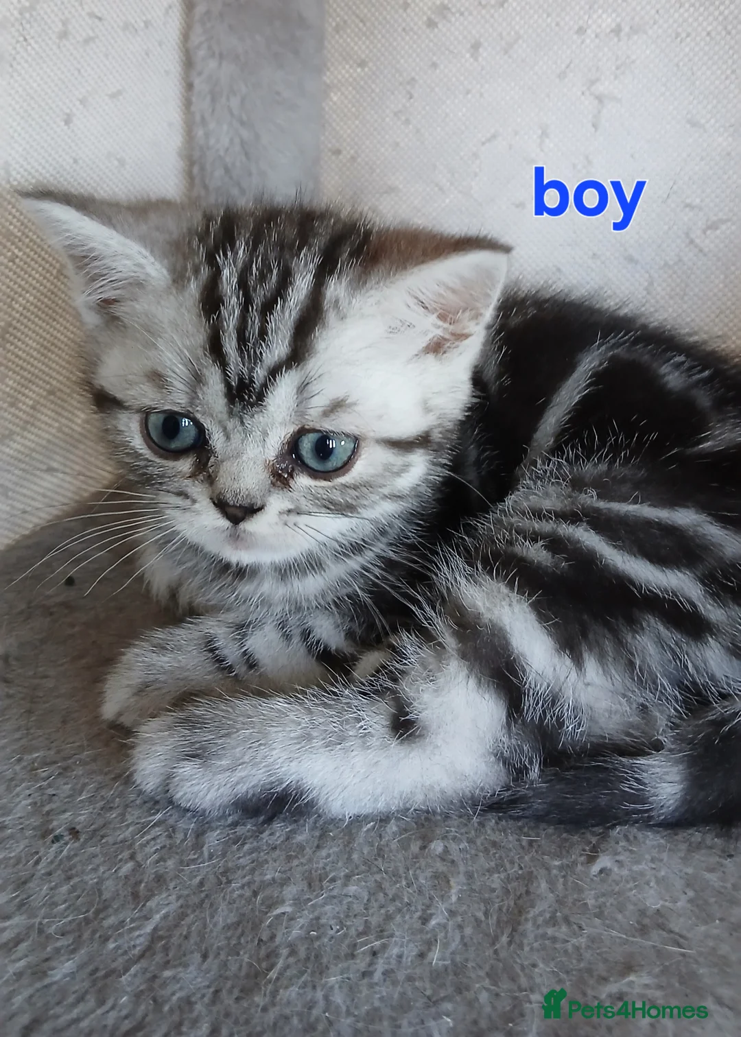 Mixed Breed cats for sale: Classic Silver Tabby boy . - Advert 2