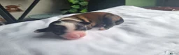 Tibetan Terrier dogs for sale: 7 Tibetan Terrier Puppies  - Advert 5