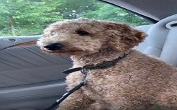 Labradoodle dogs for stud: Stud miniature labradoodle  - Image 3