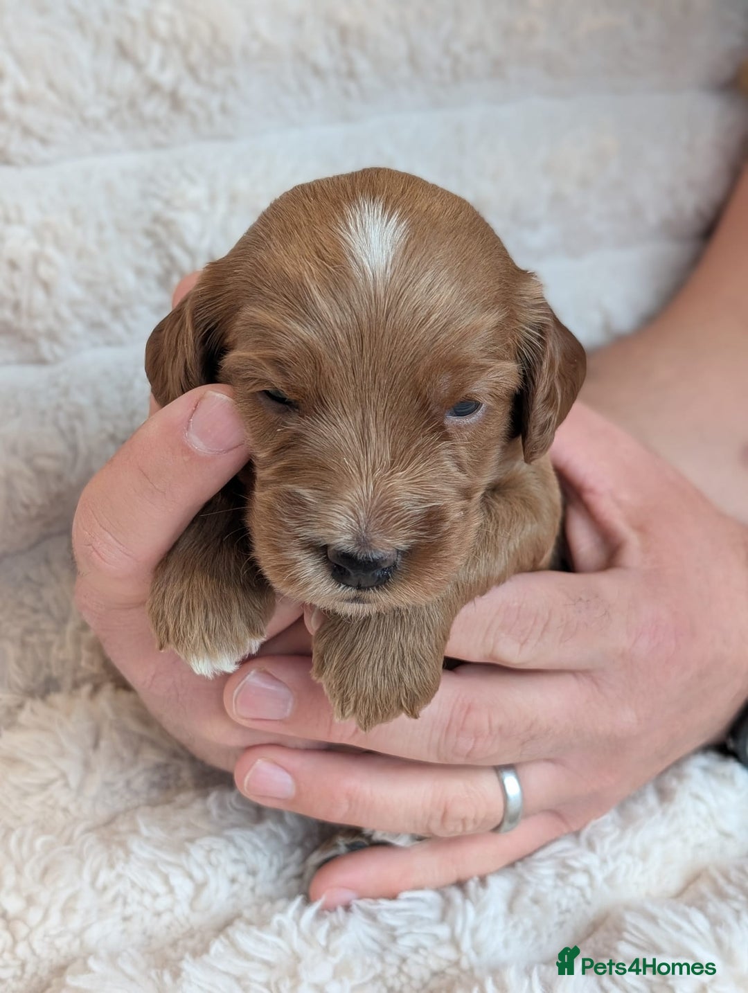 Cockapoo dogs for sale: Red Miniature Cockapoos – F1B - Advert 13