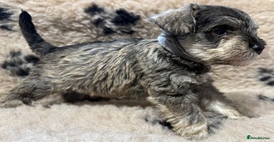 Miniature Schnauzer dogs - Advert 10