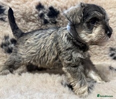 Miniature Schnauzer dogs - Advert 14