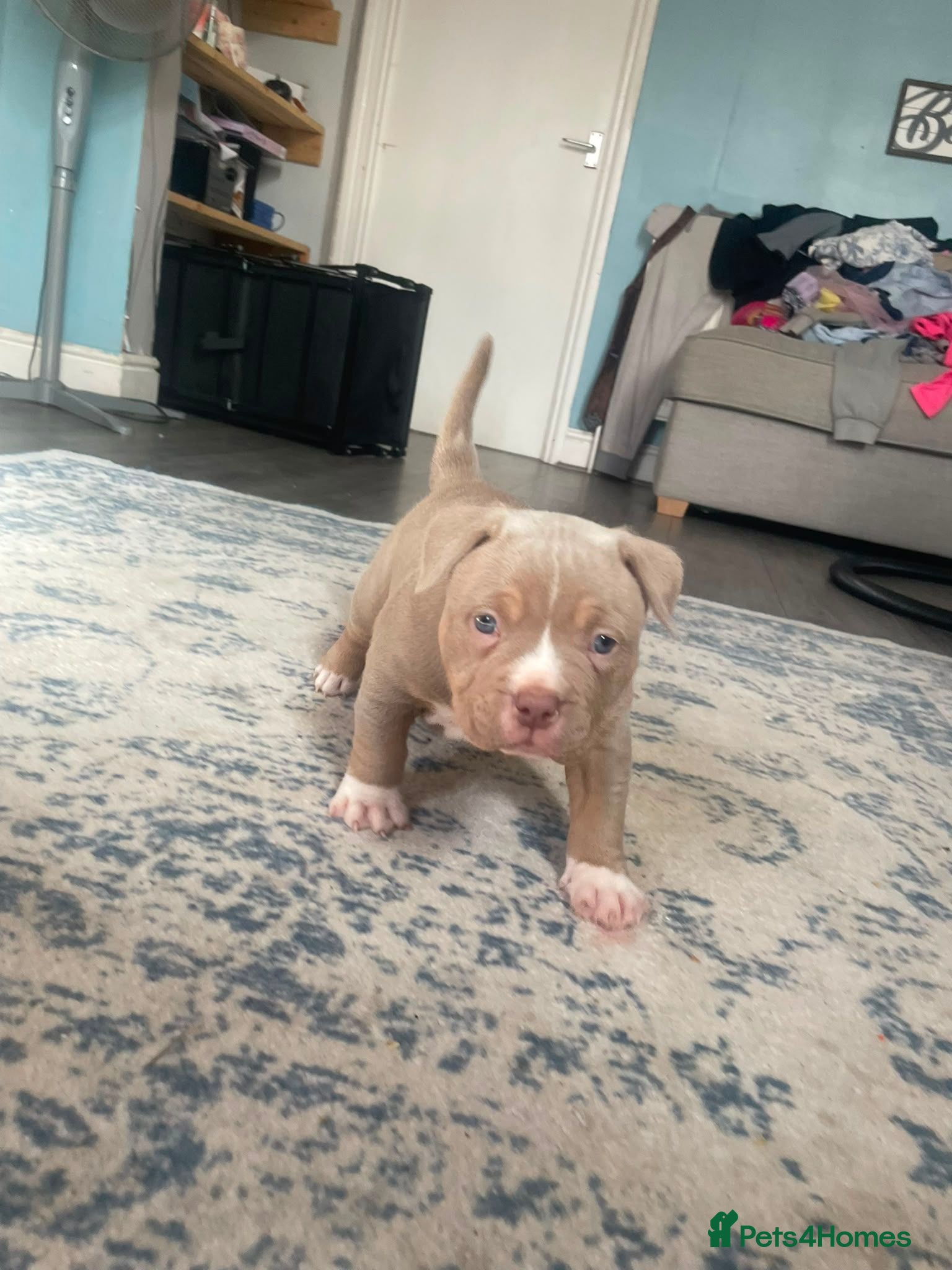 American Bully dogs Pocket bully puppies - Advert 12