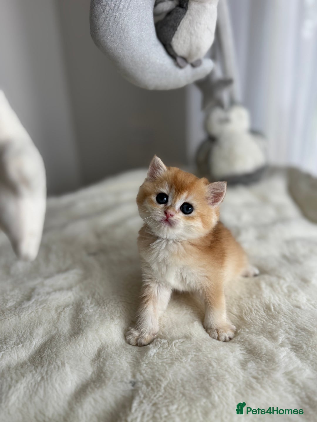 Brazilian Shorthair cats for sale: Golden British Shorthair kittens - Image 30