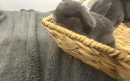 Mini Lop rabbits for sale: Mini lops for sale - Image 2