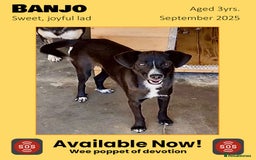 Mixed Breed dogs for adoption: Banjo, 1 yr approx. Available for adoption. - Image 1