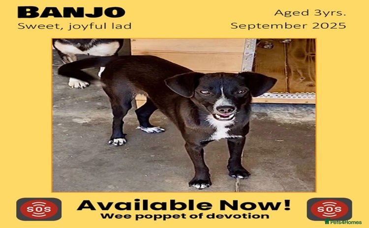 Mixed Breed dogs - Advert 11