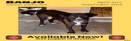 Mixed Breed dogs for adoption: Banjo, 1 yr approx. Available for adoption. - Advert 1