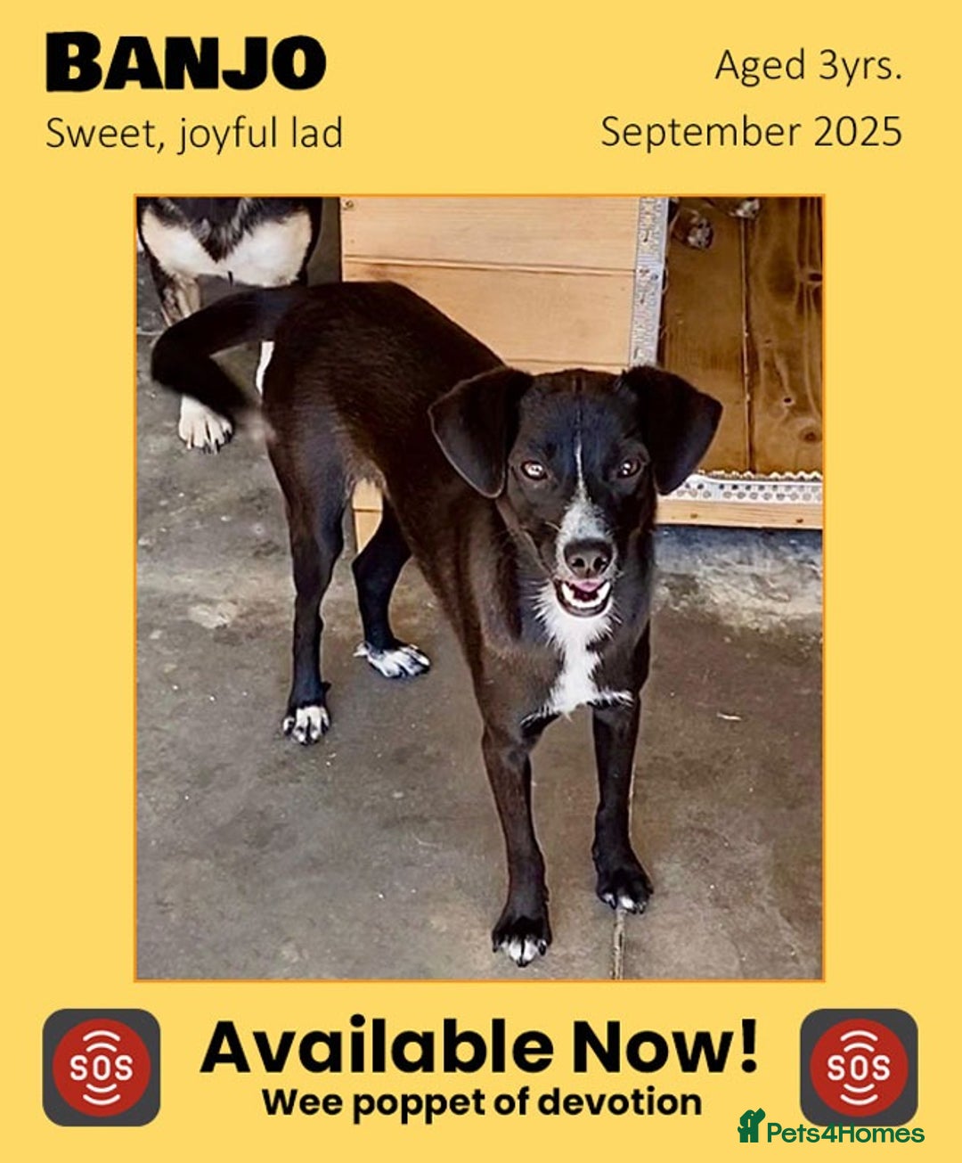 Mixed Breed dogs for adoption: Banjo, 1 yr approx. Available for adoption. - Image 1