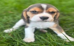 Beagle dogs for sale: KC REGISTERED SHOW TUOE BEAGLE PUPPIES  - Image 1