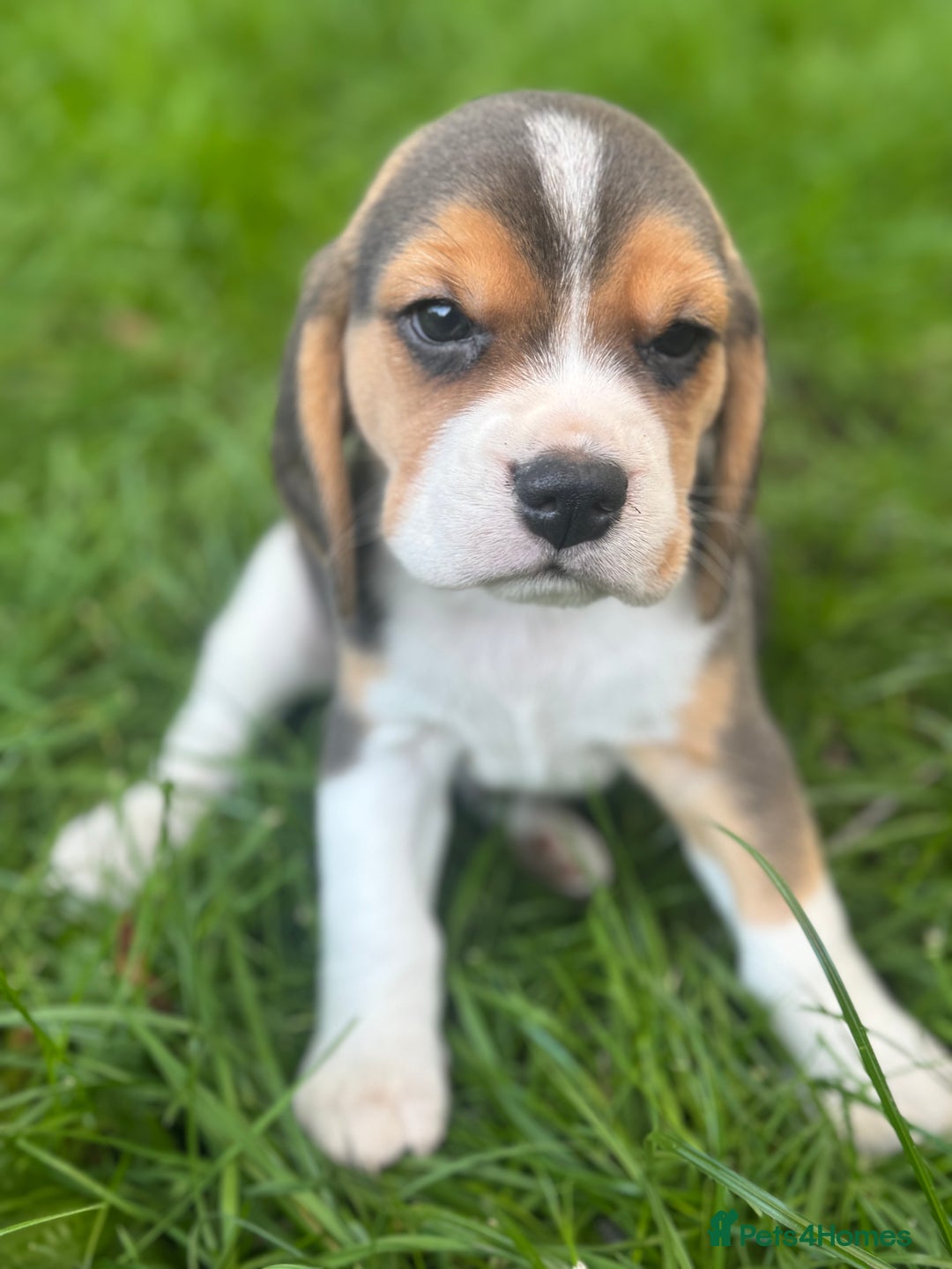 Beagle dogs for sale: KC REGISTERED SHOW TUOE BEAGLE PUPPIES  - Image 1