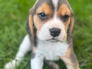 Beagle dogs - Advert 5