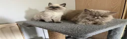 Persian cats for sale: Soo affectionate "Hand reared",persian kitten (M)  - Advert 22