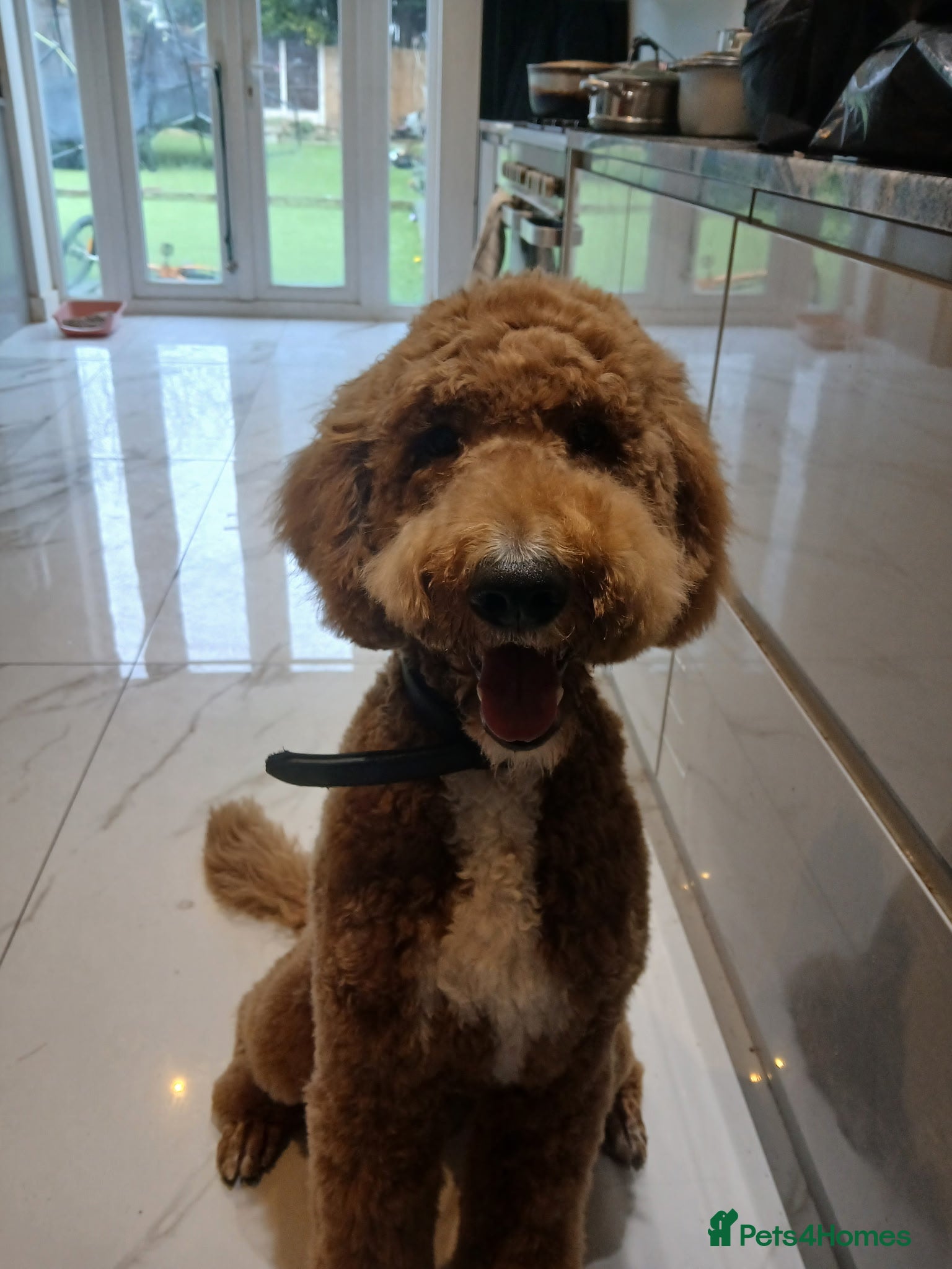 Standard Poodle dogs Standard poodle  - Advert 5