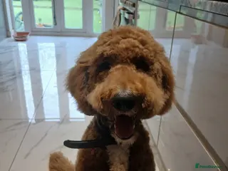 Standard Poodle dogs Standard poodle - Advert 5