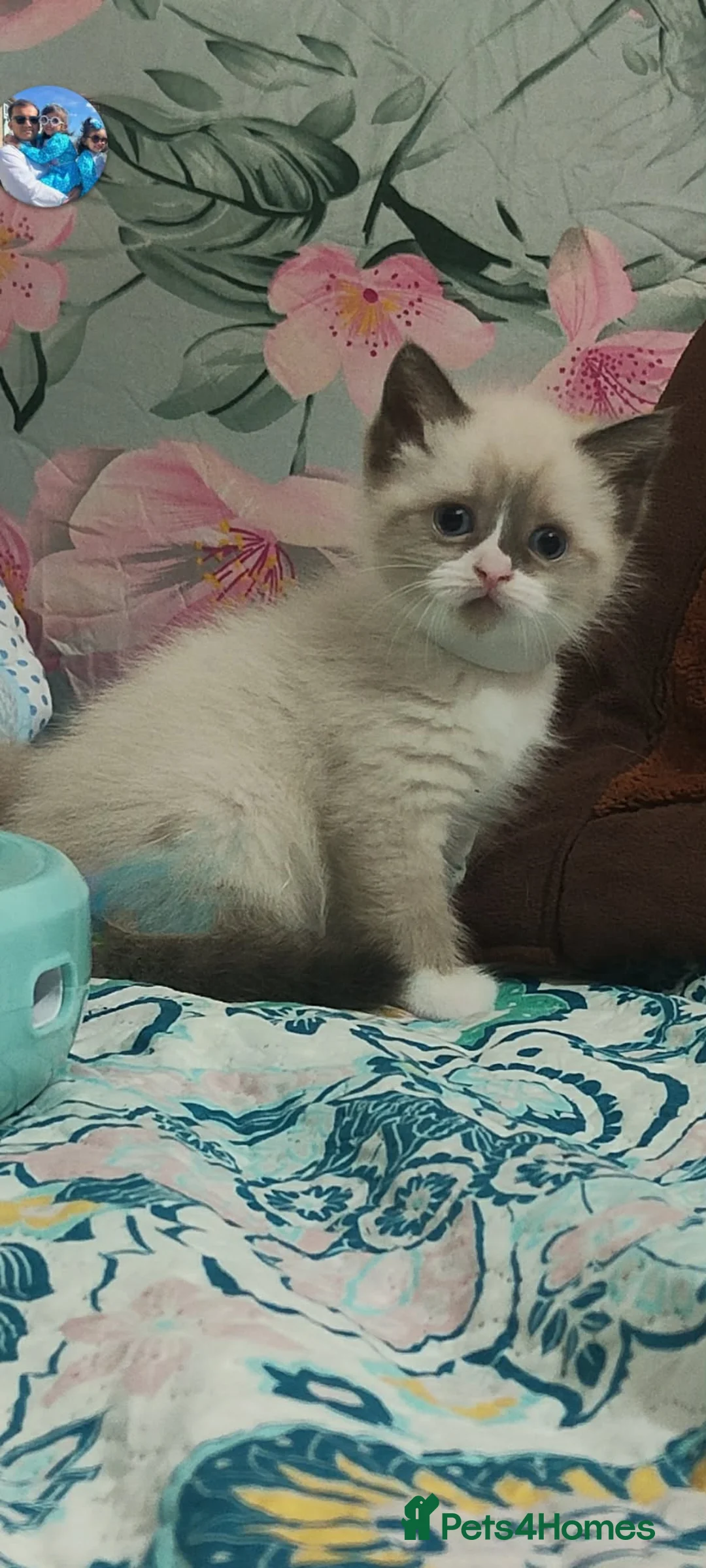 Ragdoll cats for sale: Give Your Heart a Friend-Beautiful Ragdoll Kittens - Advert 13