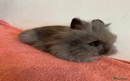 Lionhead rabbits for sale: Lionhead Rabbit with Cage and Accessories - Image 1