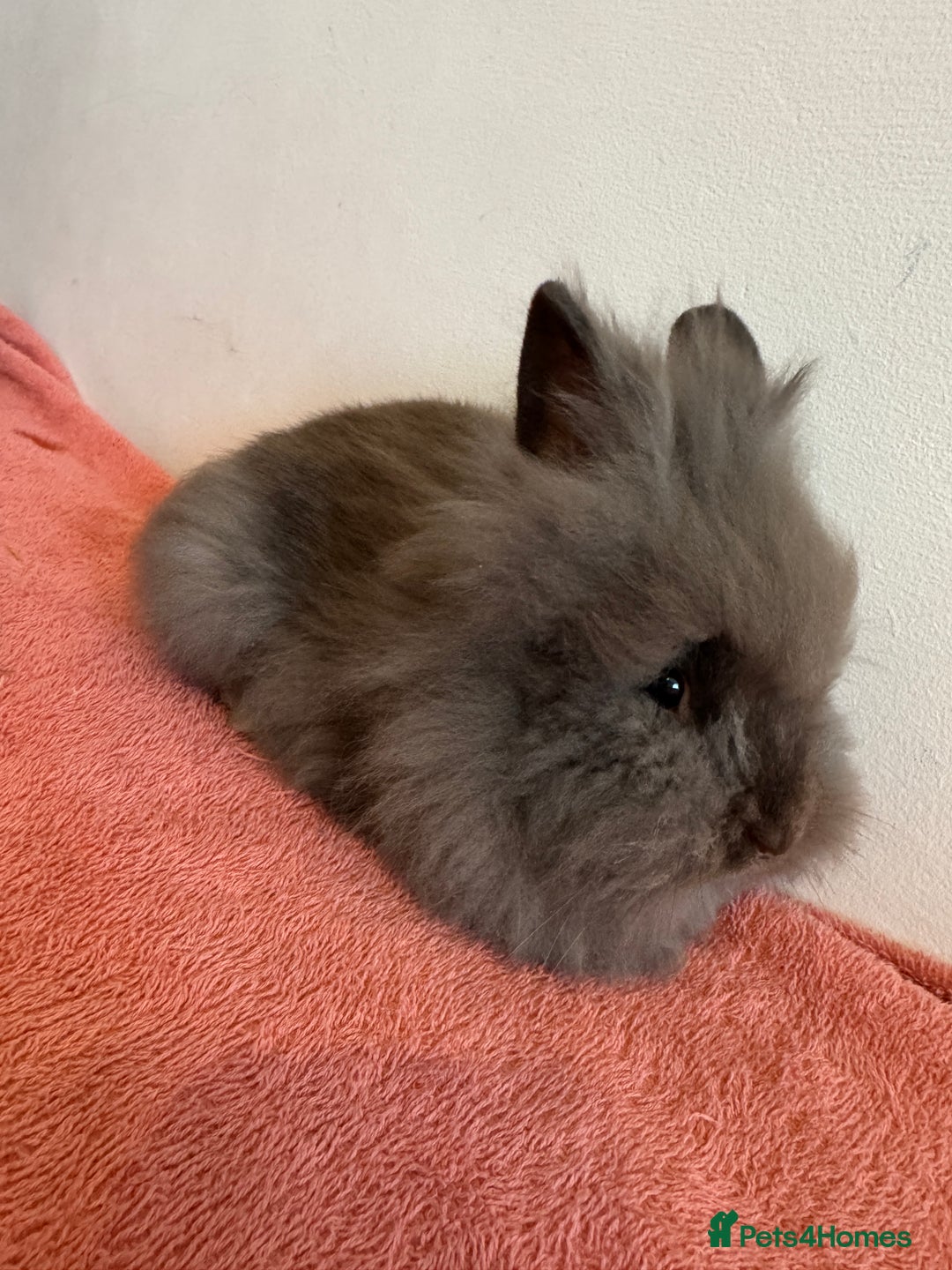 Lionhead rabbits for sale: Lionhead Rabbit with Cage and Accessories - Image 1