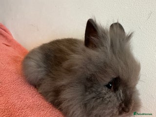 Lionhead rabbits - Advert 19