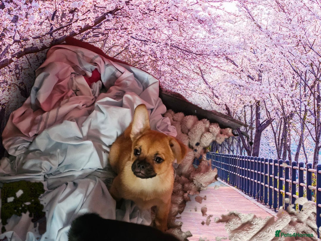 French Bulldog dogs for sale: ❤️⭐️  Adorable Frenchie poms ❤️⭐️ ONLY 3 LEFT ⭐️ - Advert 5