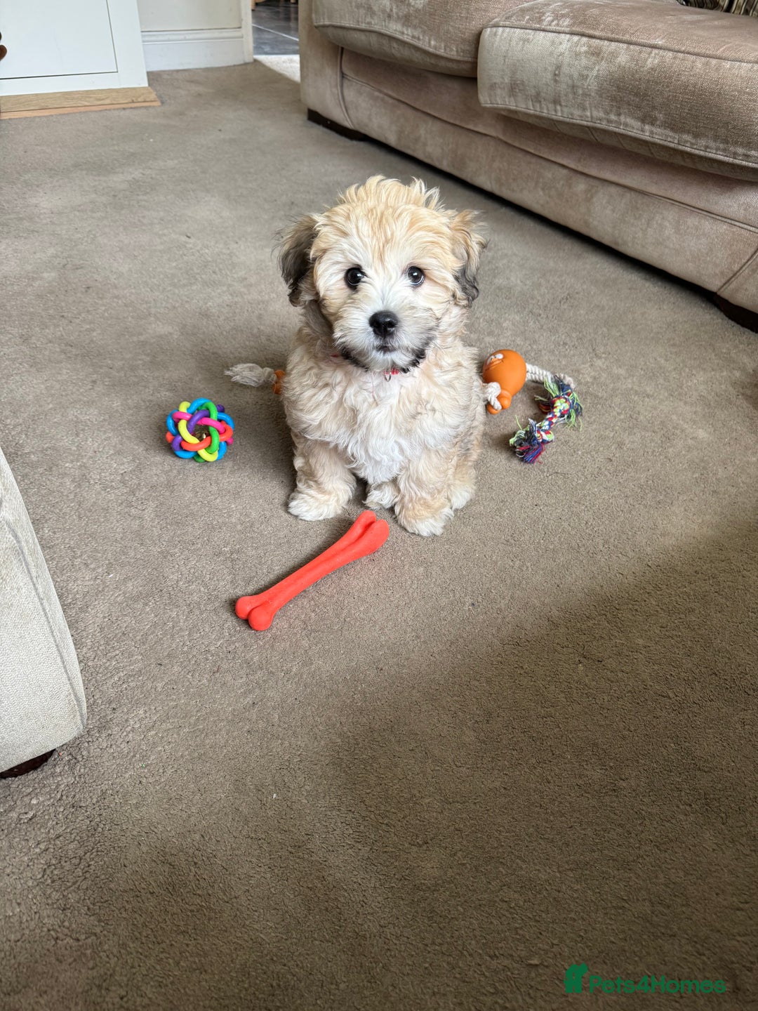 Mixed Breed dogs for sale: Male pup  - Advert 7