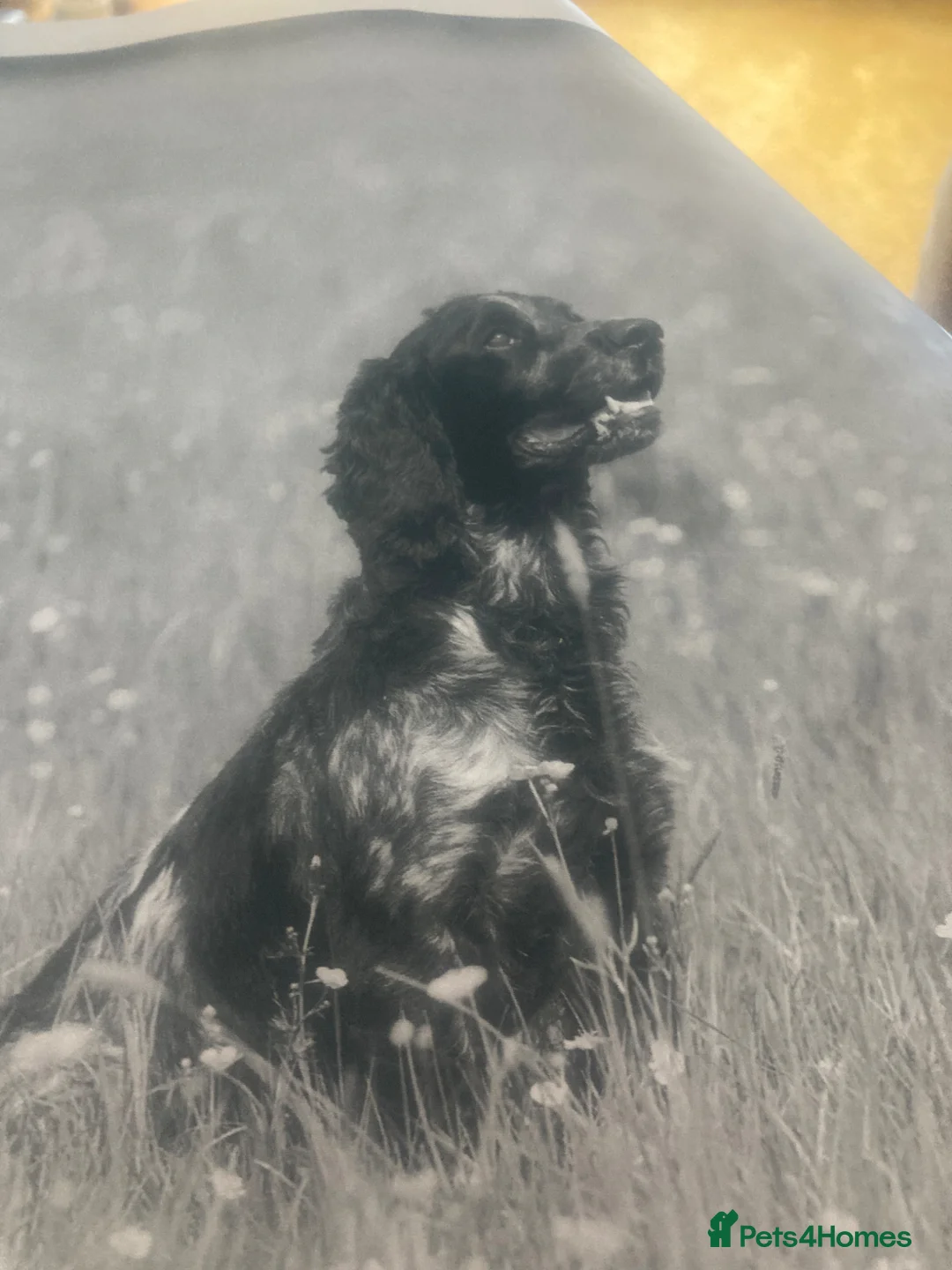 Cocker Spaniel dogs for sale: Beautiful Blue Roan Cocker Spaniel Puppies - Advert 8