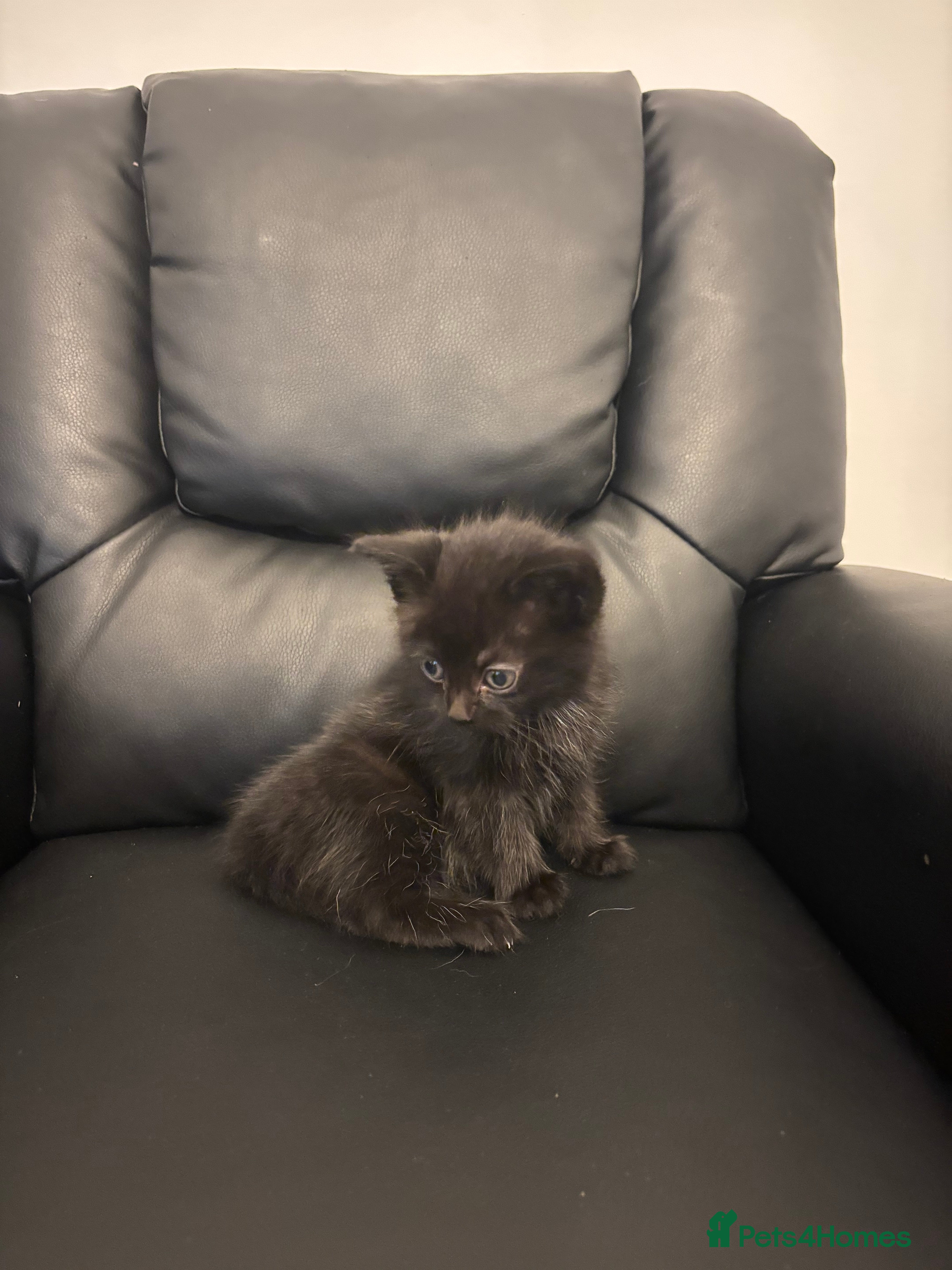 Mixed Breed cats 5 kittens (Last black one left available) - Advert 9