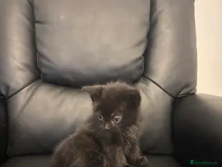 Mixed Breed cats 5 kittens (Last black one left available) - Advert 9