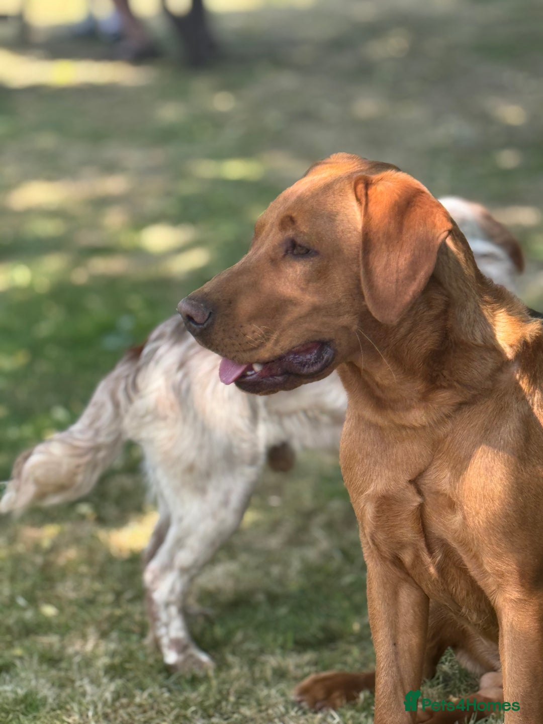 Labrador Retriever dogs for sale: Outstanding KC reg fox red Labrador puppies.  - Image 19