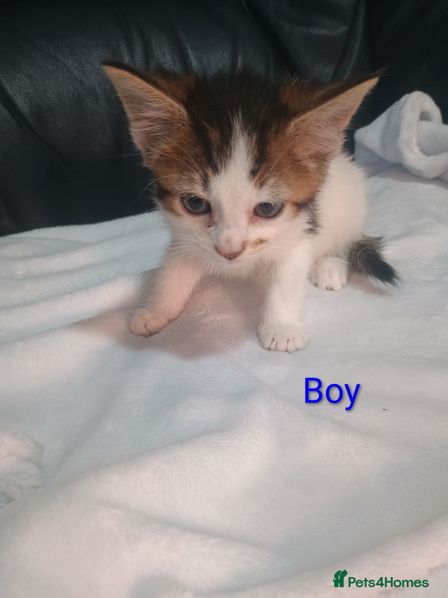 Mixed Breed cats 2 Happy and healthy Kittens - Advert 1