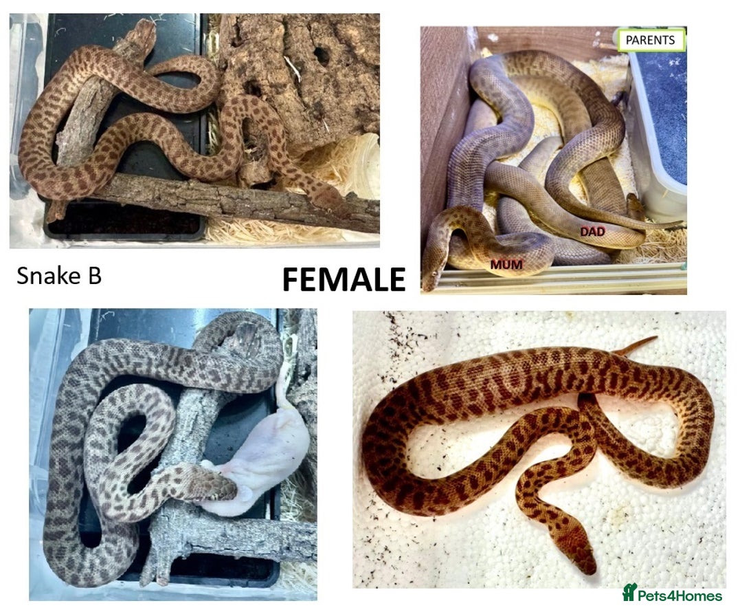Python Snake reptiles for sale: Children’s Pythons (Antaresia childreni) - Advert 2