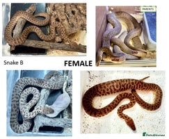 Python Snake reptiles - Advert 2