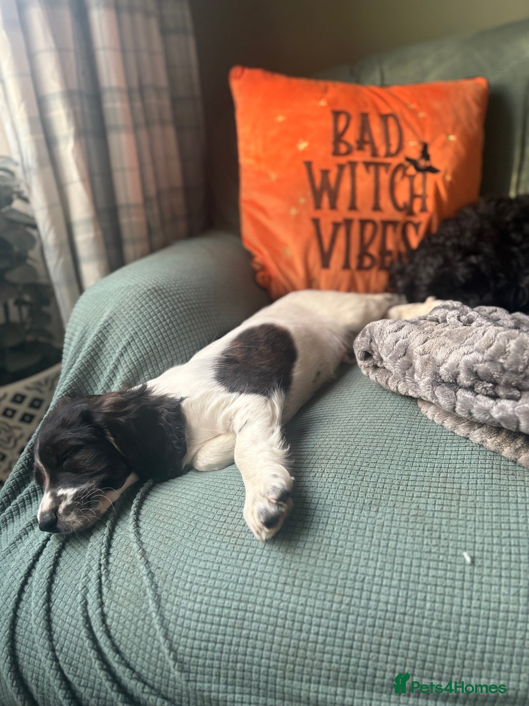 Cockapoo dogs for sale: UNIQUE SABLE BOY READY TO GO ✨ - Image 37